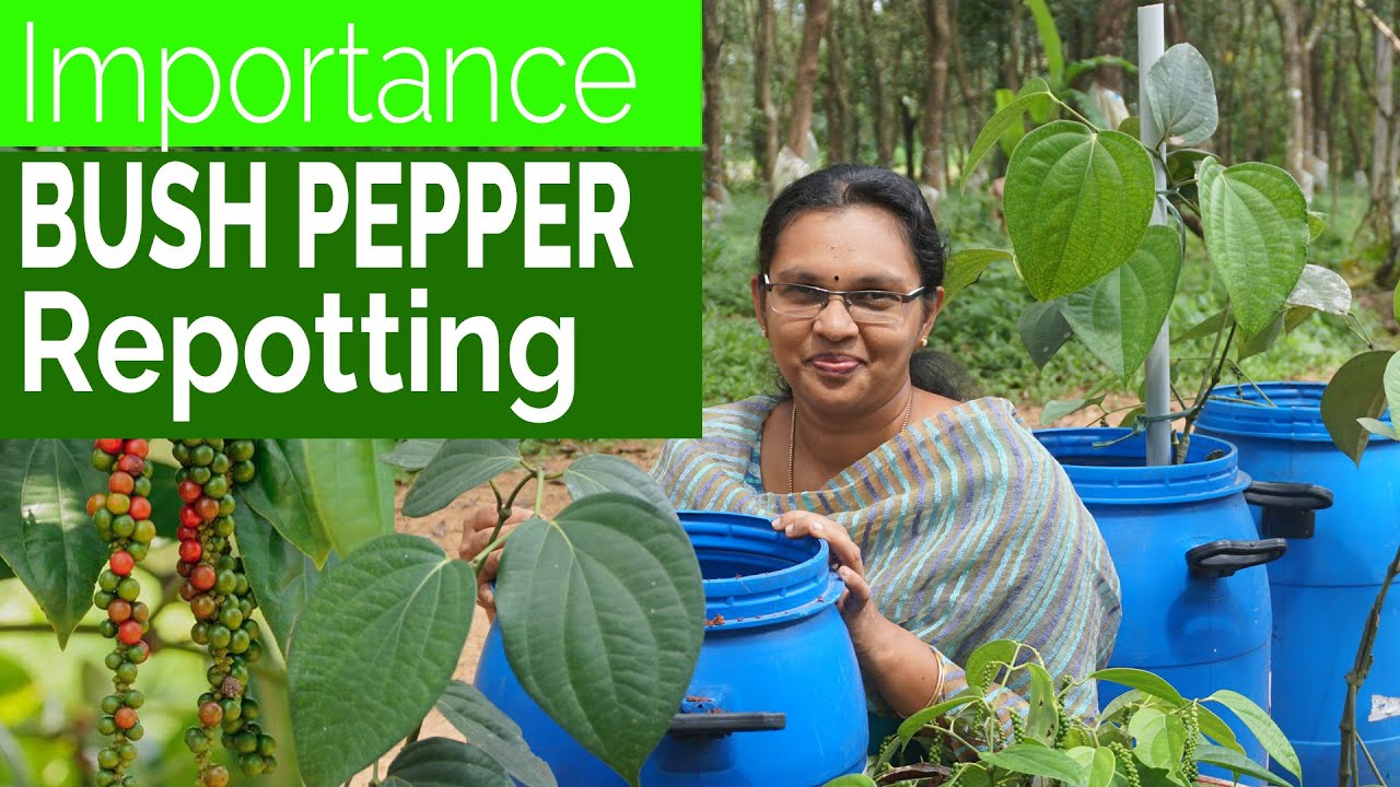Bush Pepper Repotting / Bush Pepper Cultivation