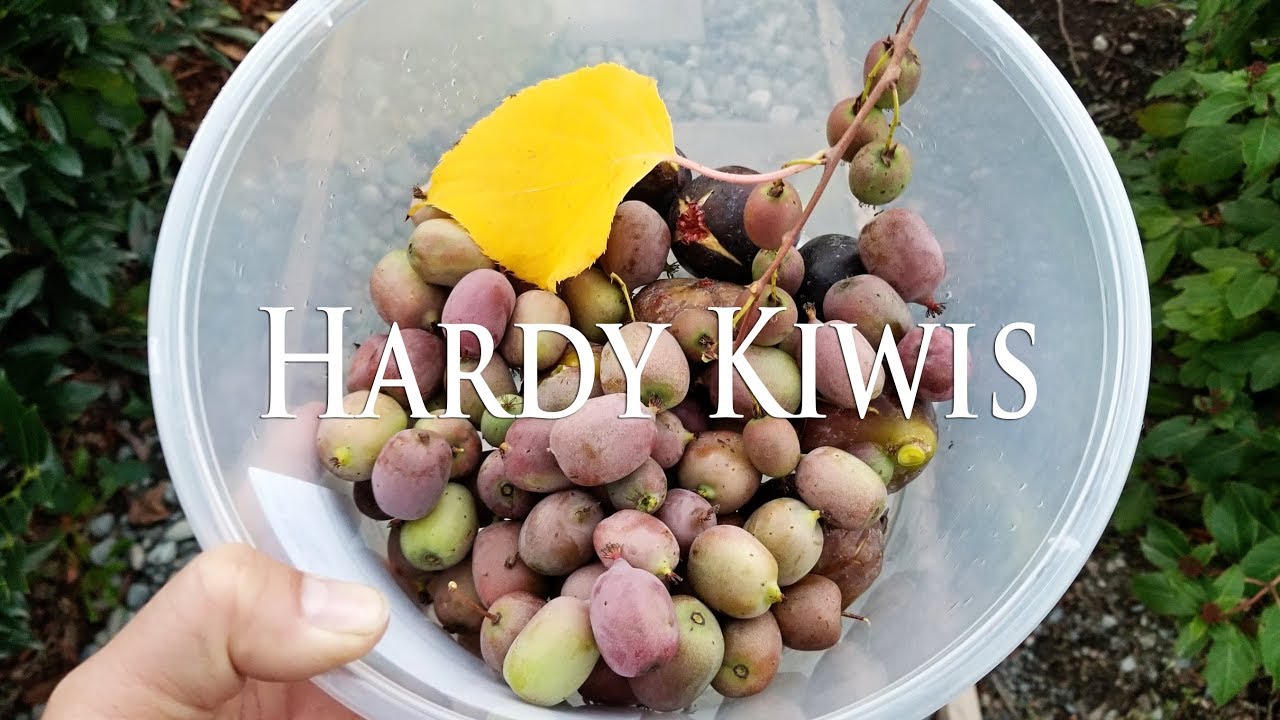 Ripe Hardy Kiwis in Seattle 2018