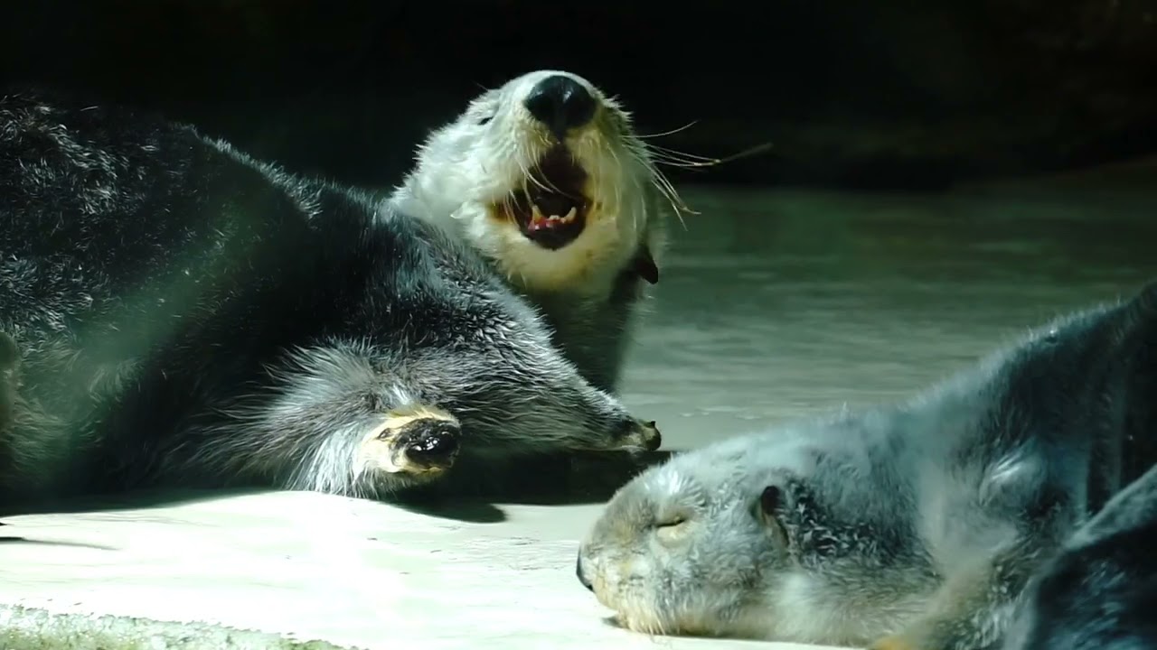 鳥羽水族館 ラッコ メイちゃんキラちゃんお喋りする「私のだからね!」「取らないわよ」