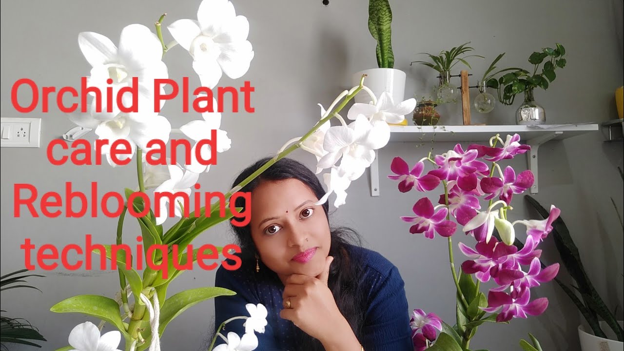 Orchid plant care and Reblooming techniques#Orchid#Orchidtelugu#indoorplantsintelugu