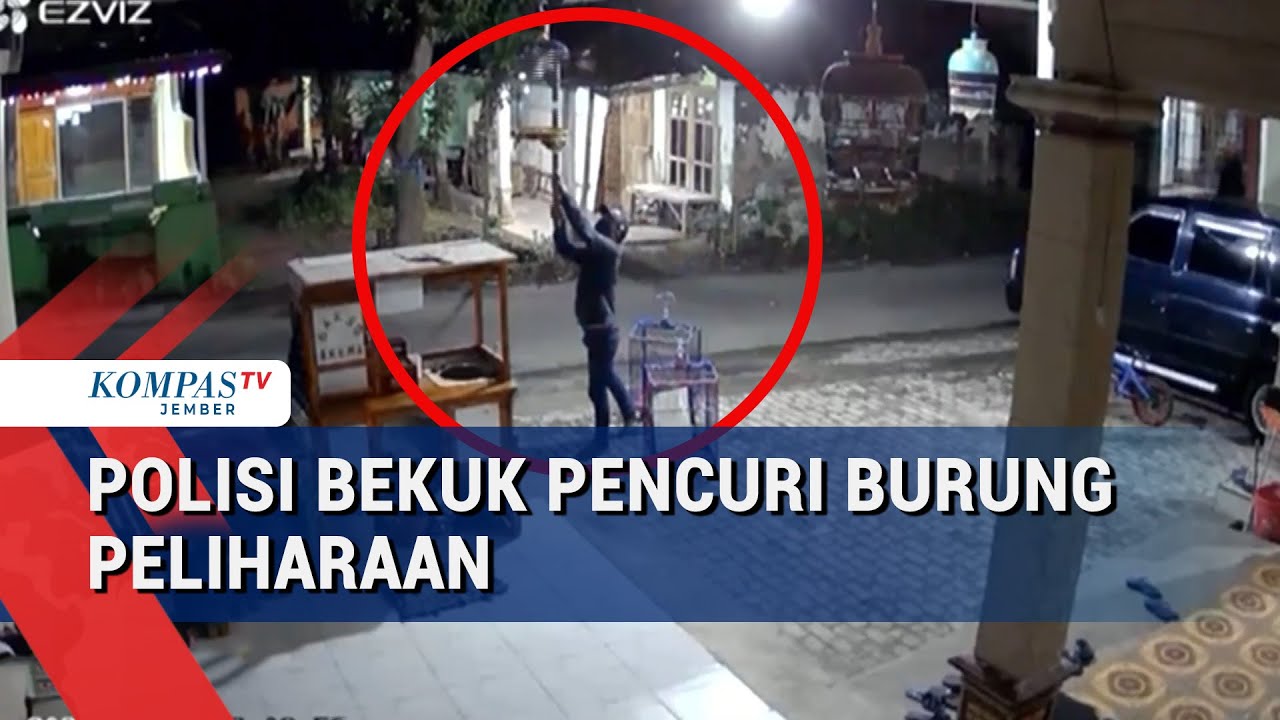 Ayah dan Anak di Madiun Kompak Curi Burung, Aksinya Viral dan Berujung Ditangkap Polisi