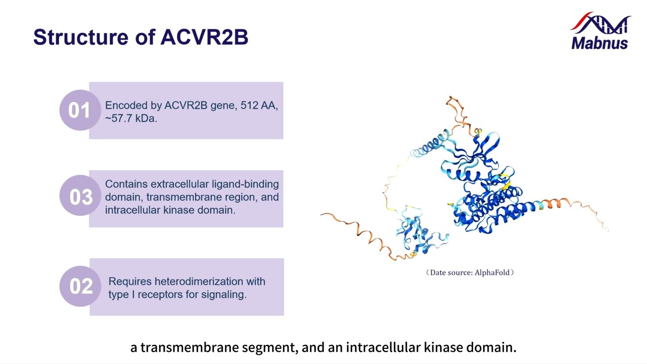 The target of Activin receptor type 2B ACVR2B