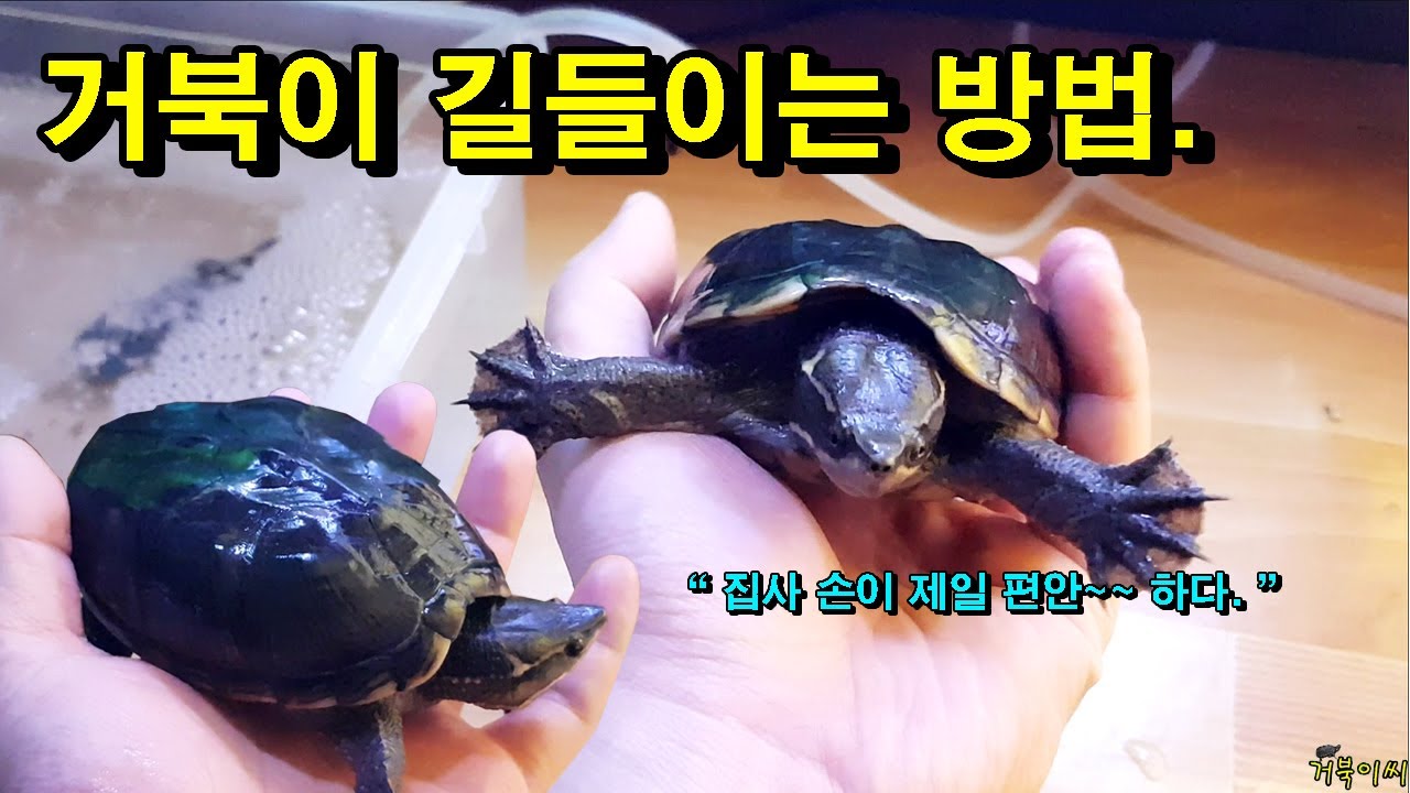 [#거북이씨​]  거북이 길들이는 방법! feat. 반수생 거북이 (커먼머스크 터틀)