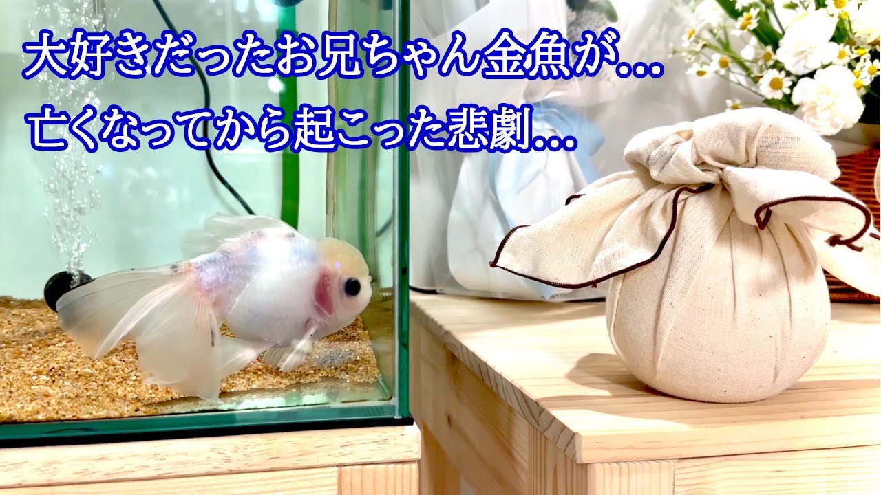 松かさ病になった弟金魚を専門医に診てもらった結果、意外な病気の可能性を示唆されました。