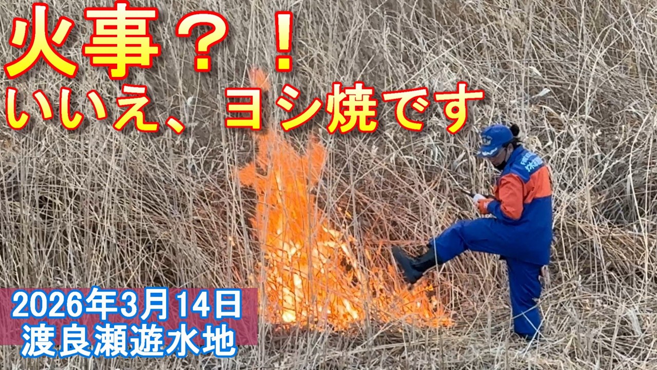 【遊水地が炎に包まれる】2026 渡良瀬遊水地「ヨシ焼き」【速報】