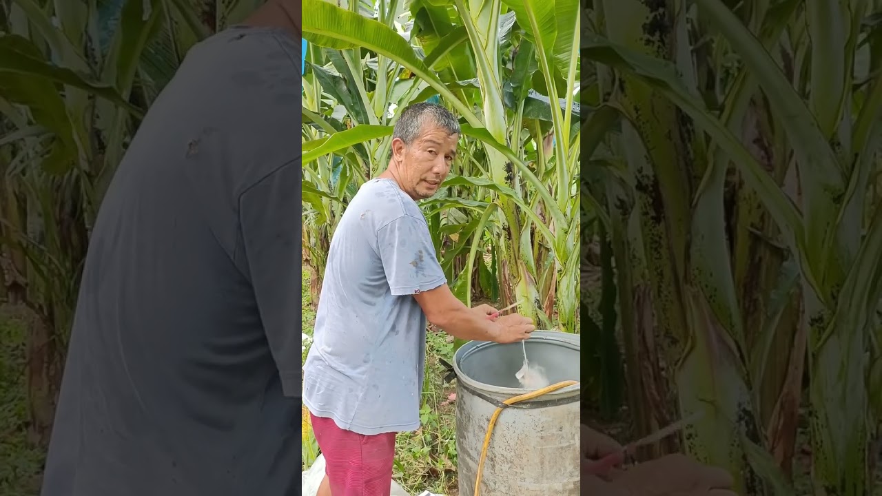 Trial Panama Prevention #panamaprevention#lakatanfarming