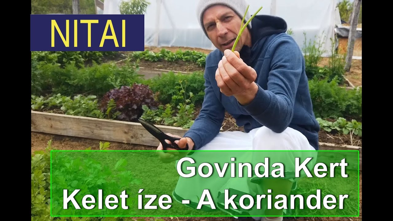 Govinda Kert:  A koriander