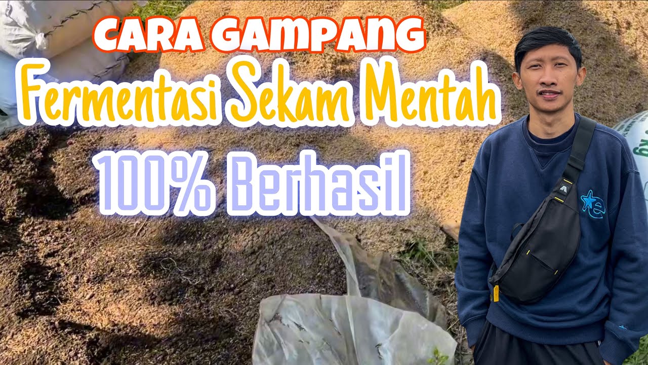 Cara Gampang Fermentasi Sekam Mentah 🌾