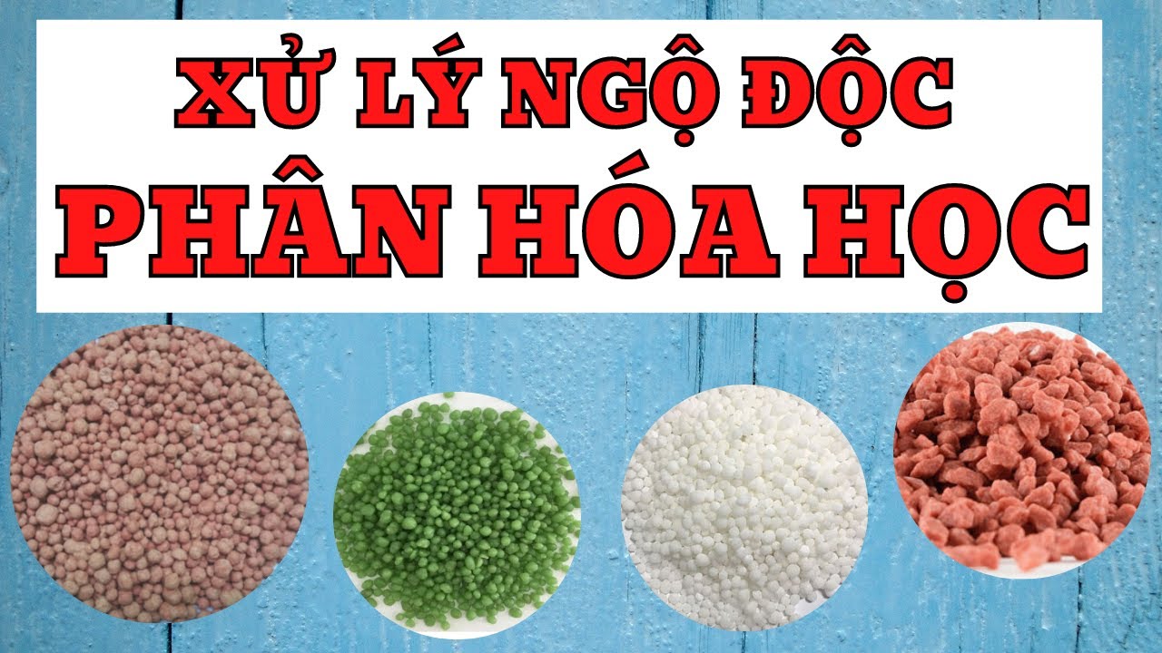 Ngộ độc phân bón | Ngộ độc phân hóa học | Ngộ độc vi lượng | Xử lý ngộ độc phân bón cho cây trồng