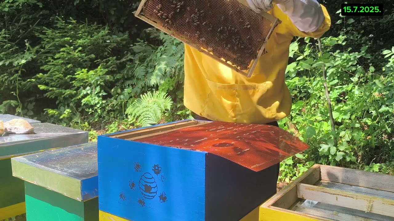 Finalna provjera vlage u medu prije vrcanja 🍯 Refraktometar u akciji!