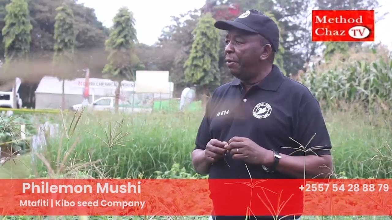 IFAHAMU KAMPUNI YA MBEGU ZA MAJANI YA MIFUGO NCHINI AMBAYO UNAWEZA KUNUNUA KUOTESHA  KWA MALISHO