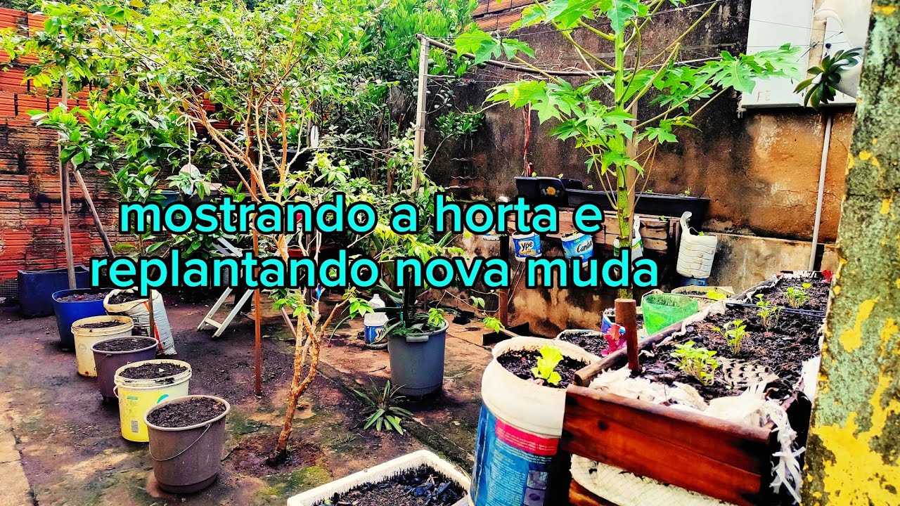 Alface, rúcula, coentro,e Cebolinha plantado no vaso