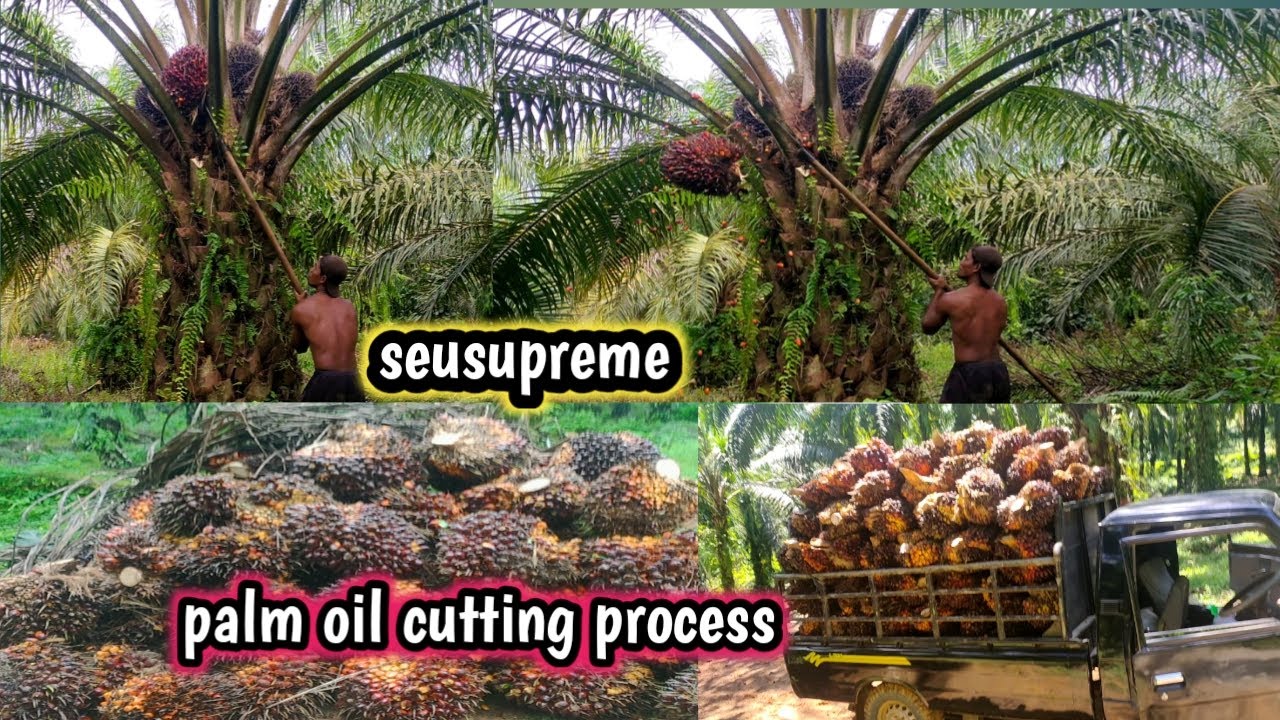 Sawit seusupreme | palm oil cutting process | palm oil production process | palm oil seeds culture