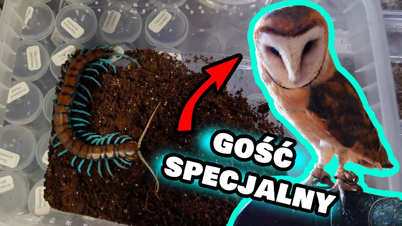 Exotica Wrocław - РЕПОРТАЖ с биржи в 4К!