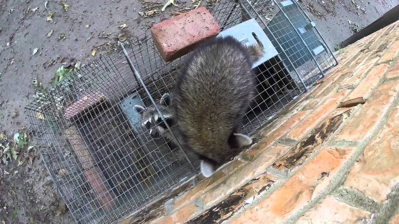 Baby Raccoon Won't Abandon Trapped Family