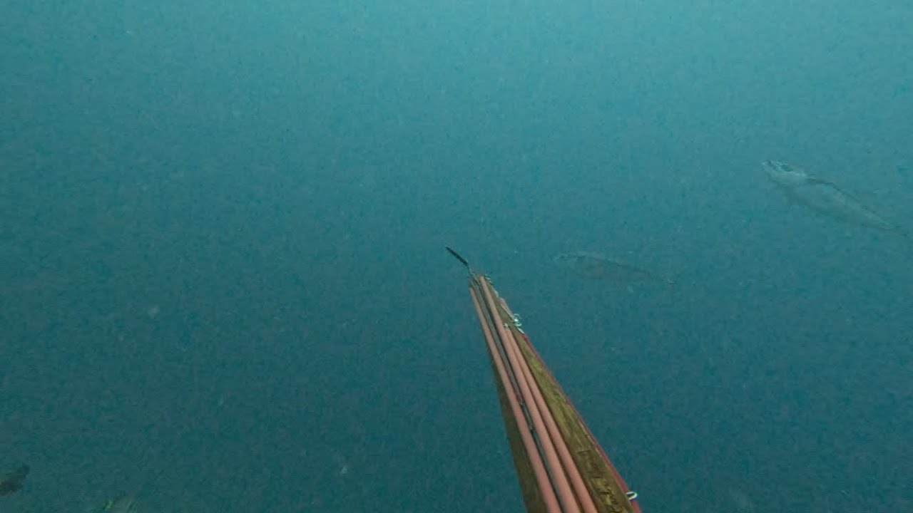Partie de chasse sous marine en fin de journée.
