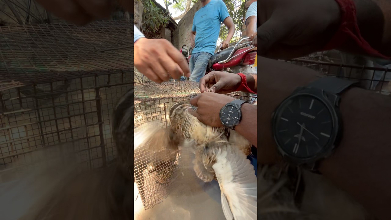 Ouail bird price #quailbirds #quail l