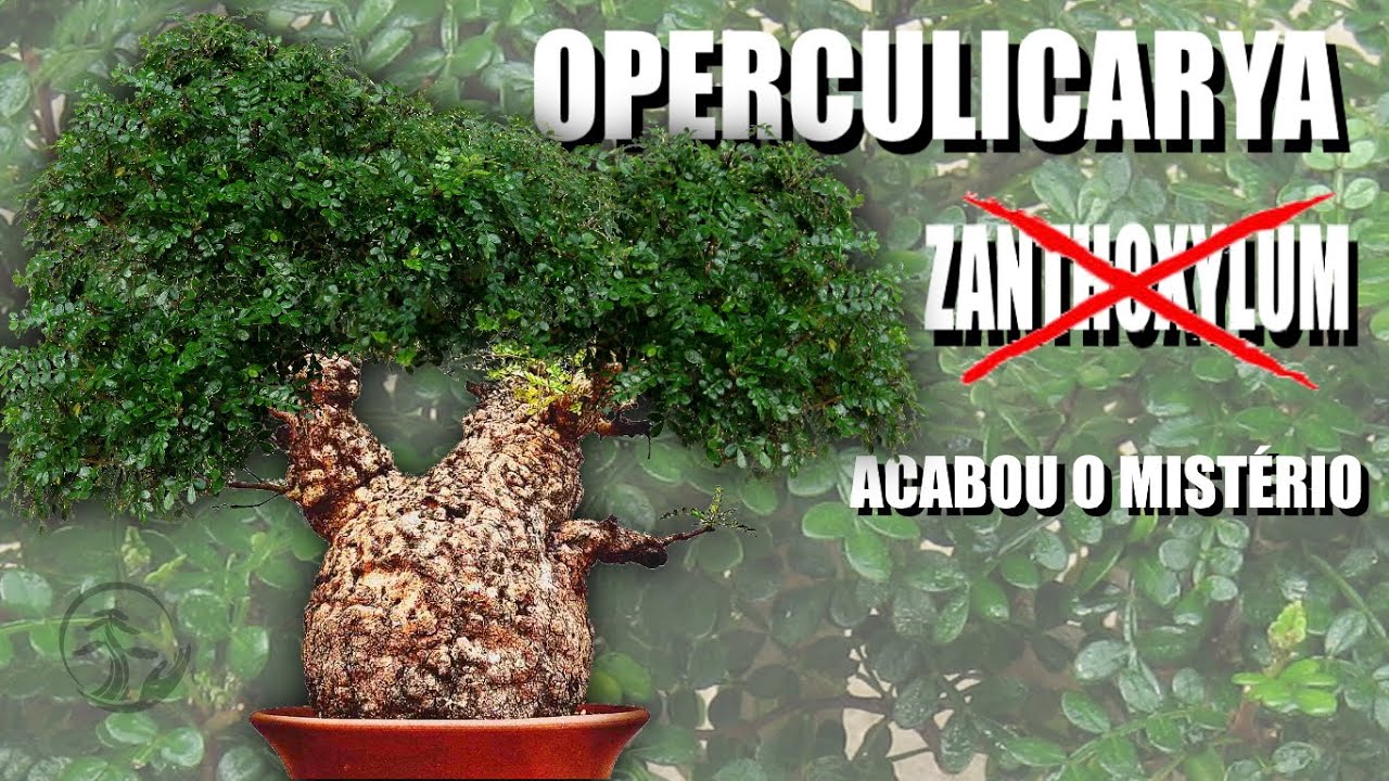 Operculicarya, acabou o misterio