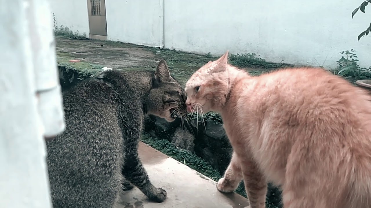 EPIC Slow Mo Cat Fight