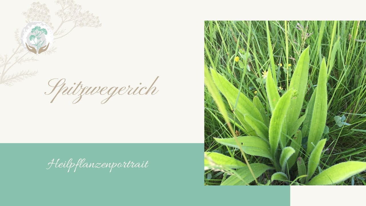 Pflanze Spitzwegerich