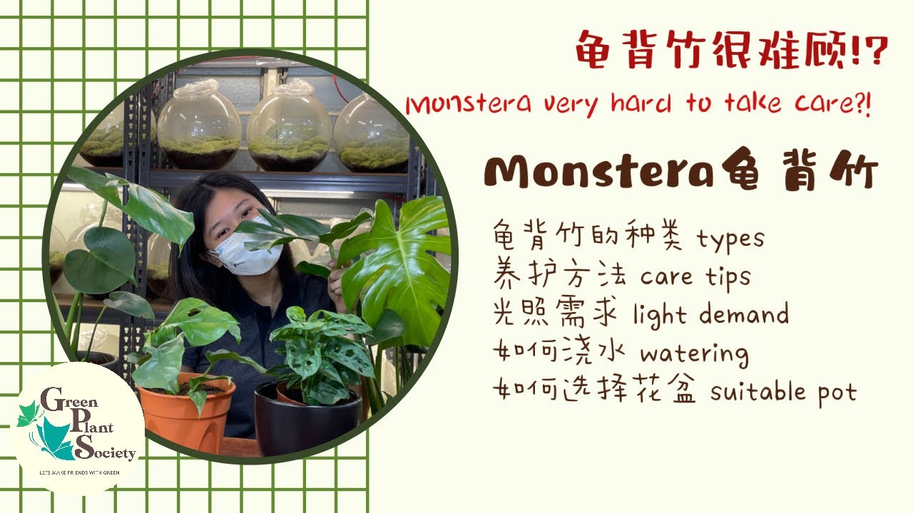 龟背竹养殖方法｜MONSTERA'S CARE TIPS ｜ GREEN PLANT SOCIETY