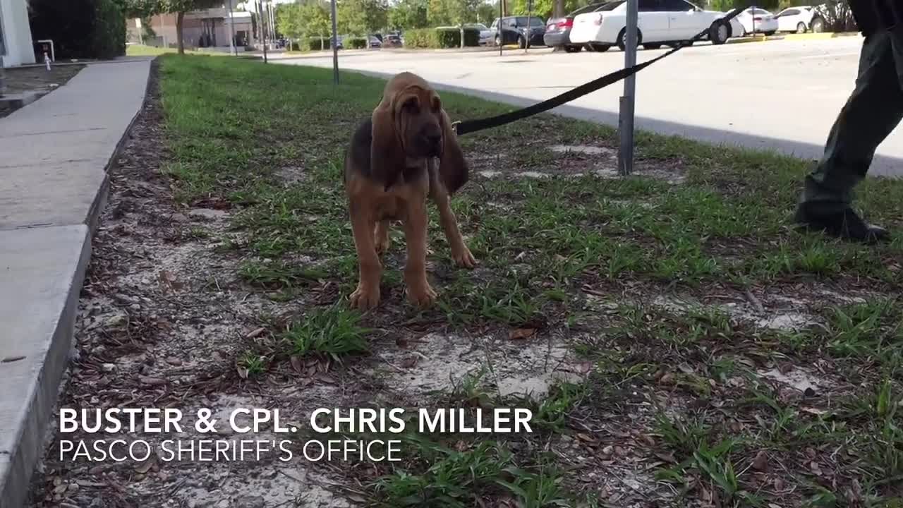 Pasco Sheriff's Office introduces new K9 officer