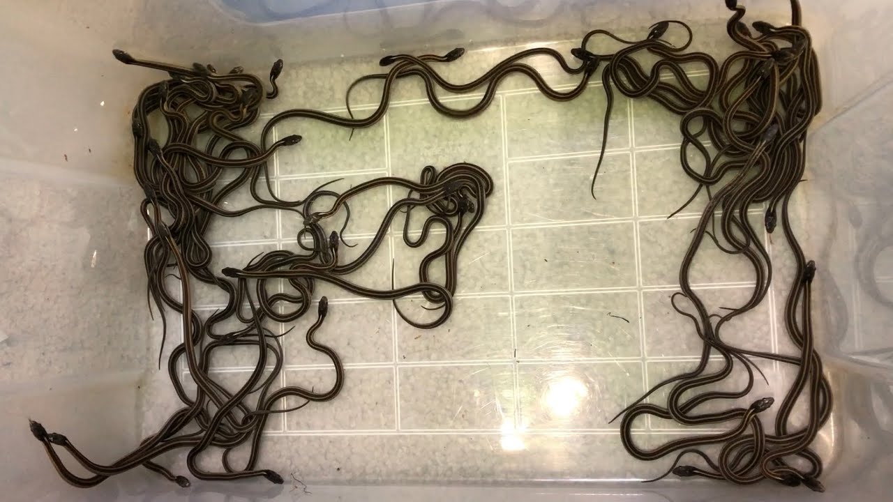 SO MANY Baby Garter Snakes 2024