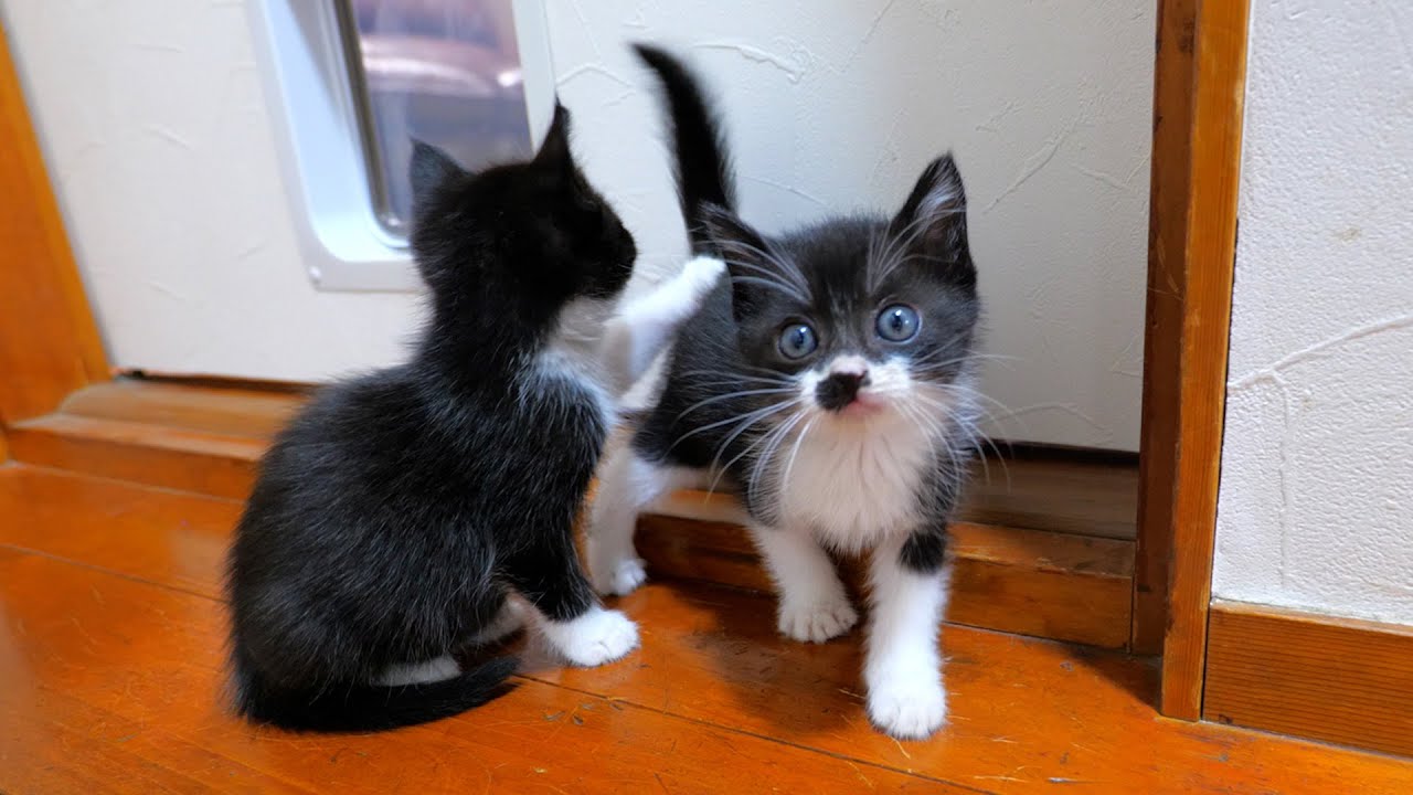 家中を駆けずり回る子猫達の夜遊びに密着🐈🐈💨【道路のずぶ濡れ子猫保護12日目】
