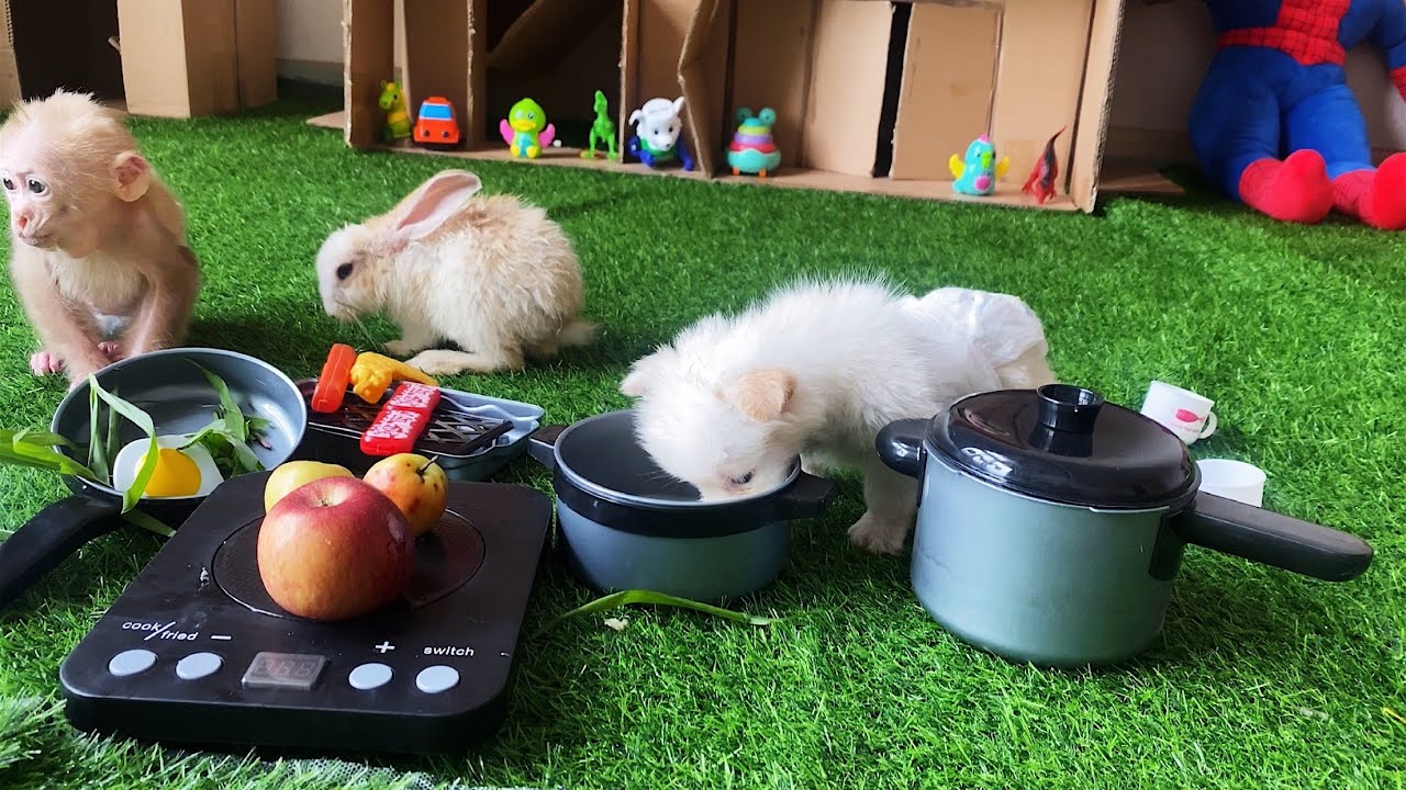 Baby monkeys eat mini eggs and play with rabbits and dogs, so cute and adorable.