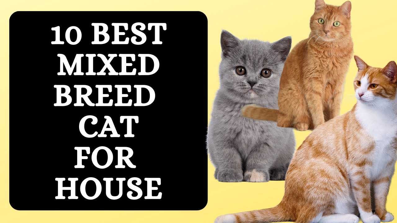 10 Best Mixed Breed Cats for Your House