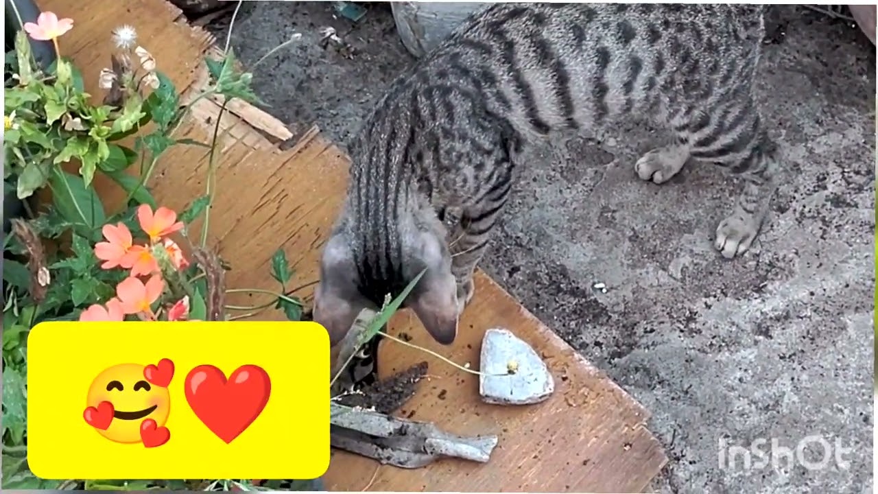 Small Garden Update | New Leaves & Flowers | My Home Garden Today