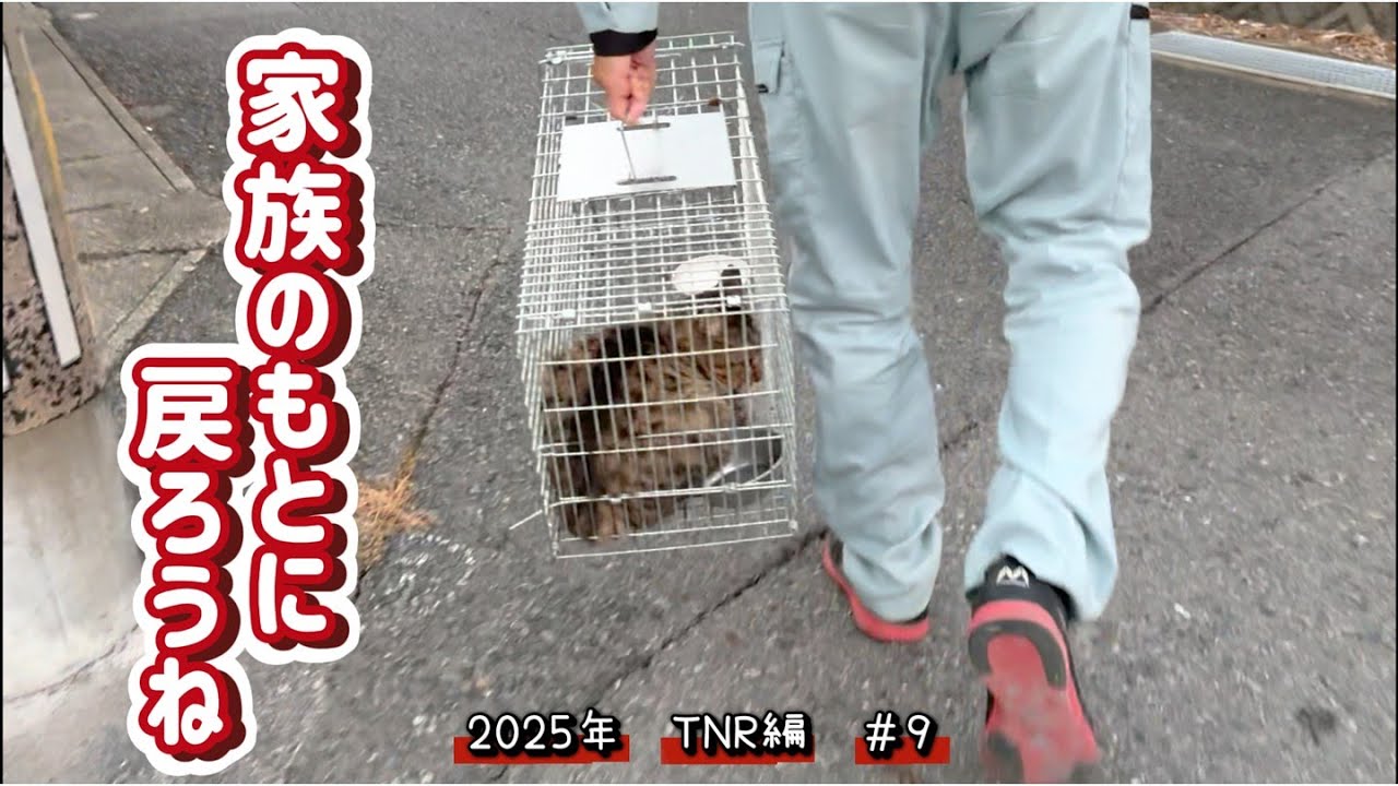 【保護猫】ご近所で捕獲させていただきました　2025年TNR編＃9