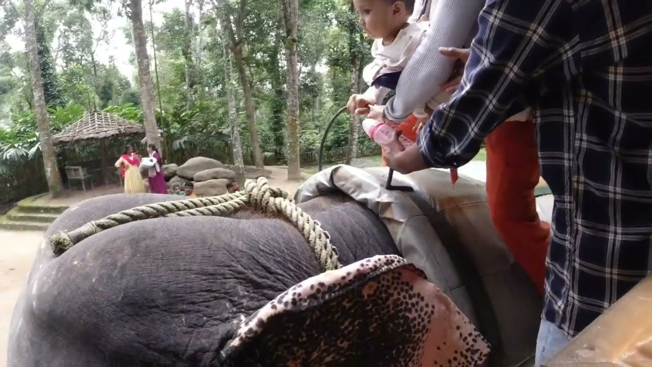 Elephant junction, Thekkady