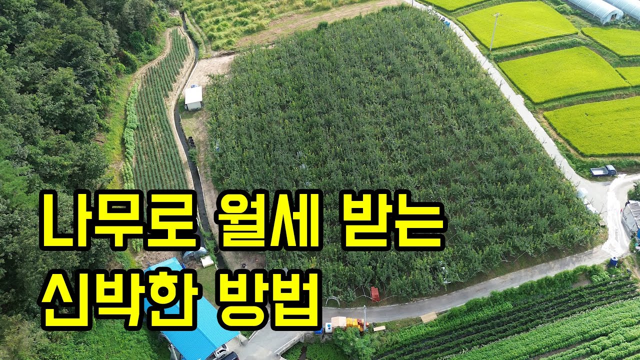부동산처럼 배나무 80그루 월세 받는 귀촌인ㄷㄷ (근데 월세가..2만원도 안함ㅋㅋㅋㅋㅋ)