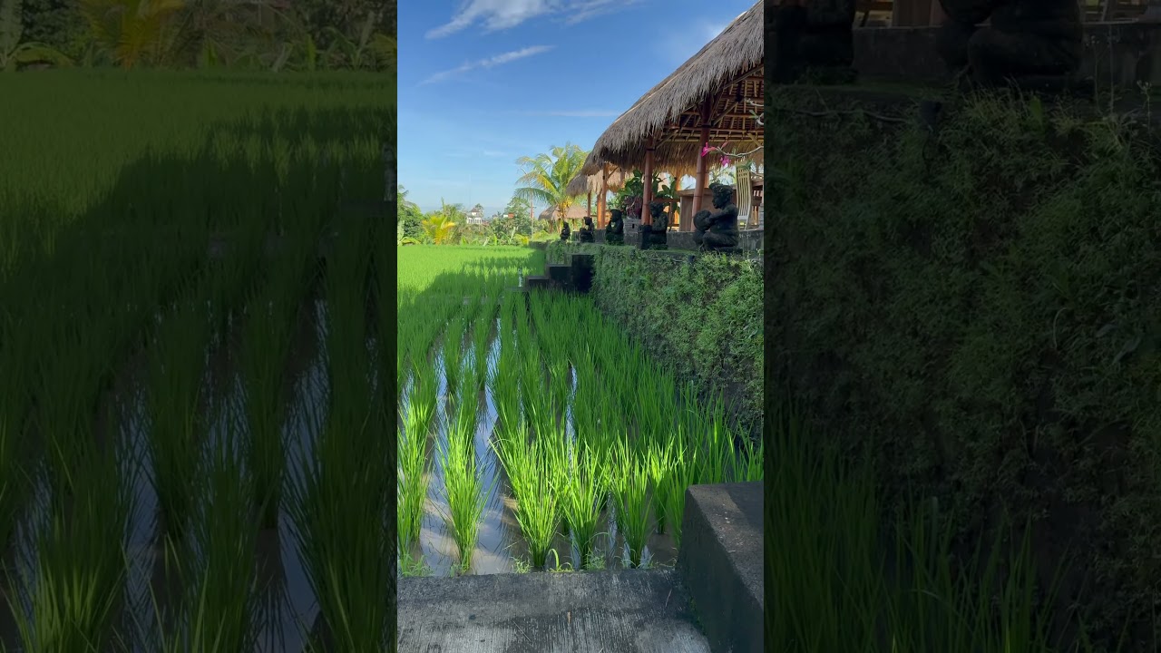 Тропа художников, Убуд, Бали | Artist&rsquo;s Trail, Ubud, Bali | Jalur Seniman, Ubud, Bali🌞#shorts