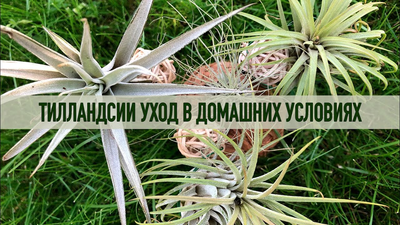 Тилландсии. Уход в домашних условиях