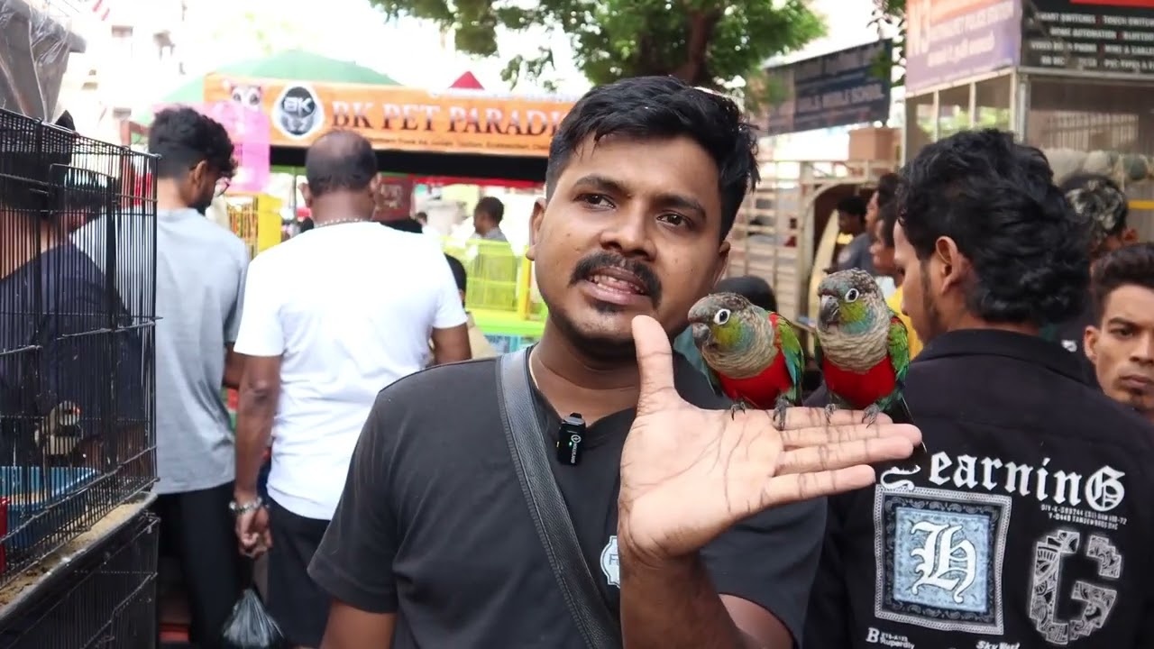 Chennai Brodway | Pet Market & Tour | #chennai #pets #bismillahpets