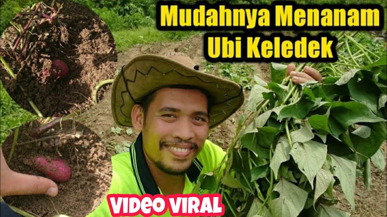 Cara Mudah Tanam Ubi Keledek Menggunakan Keratan Batang.
