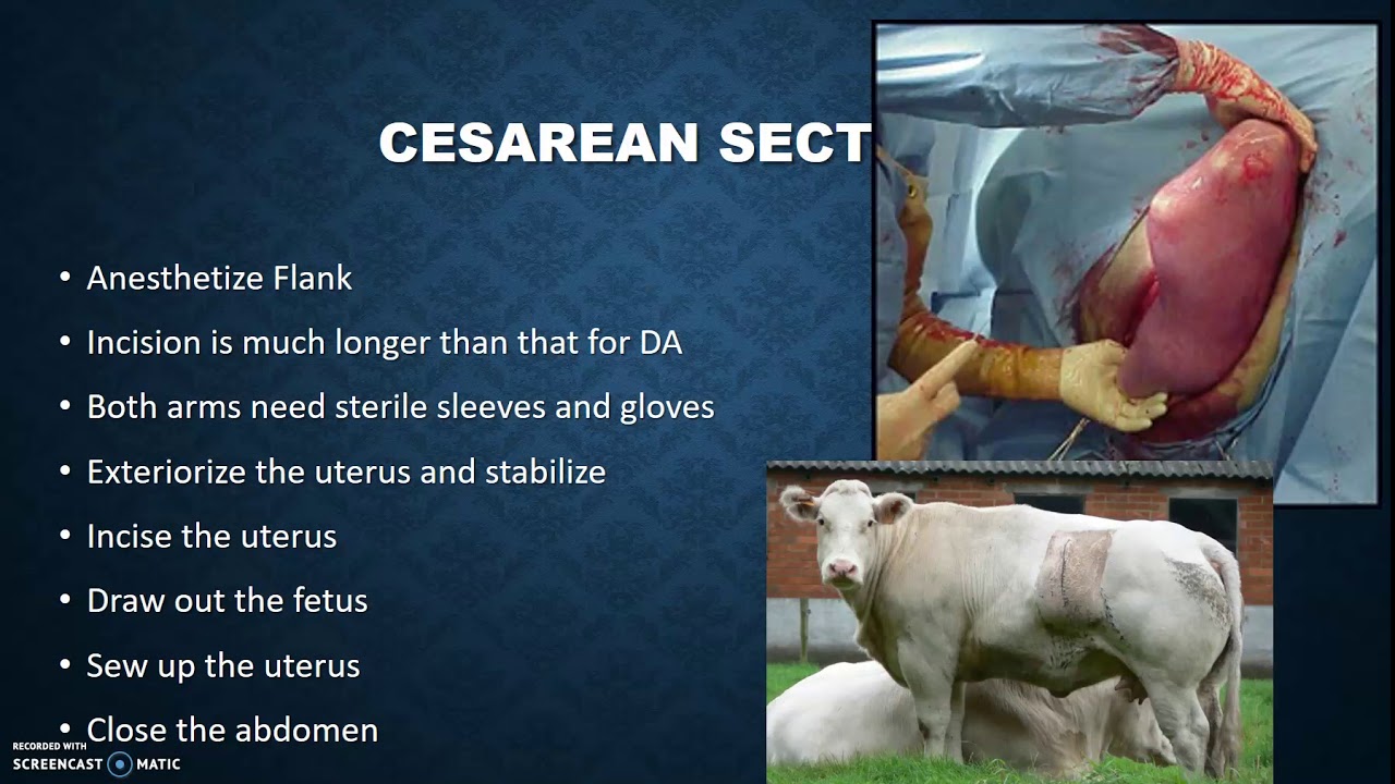 Bovine Surgical
