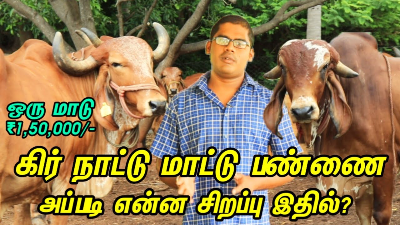 கிர் நாட்டு மாட்டு பண்ணை லட்ச கணக்கில் வருமானம் - Gir Farm | Tamil News