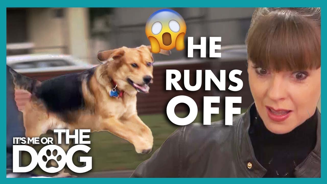 Uncontrollable Puppy ON and OFF Leash 😬 | It&rsquo;s Me or The Dog