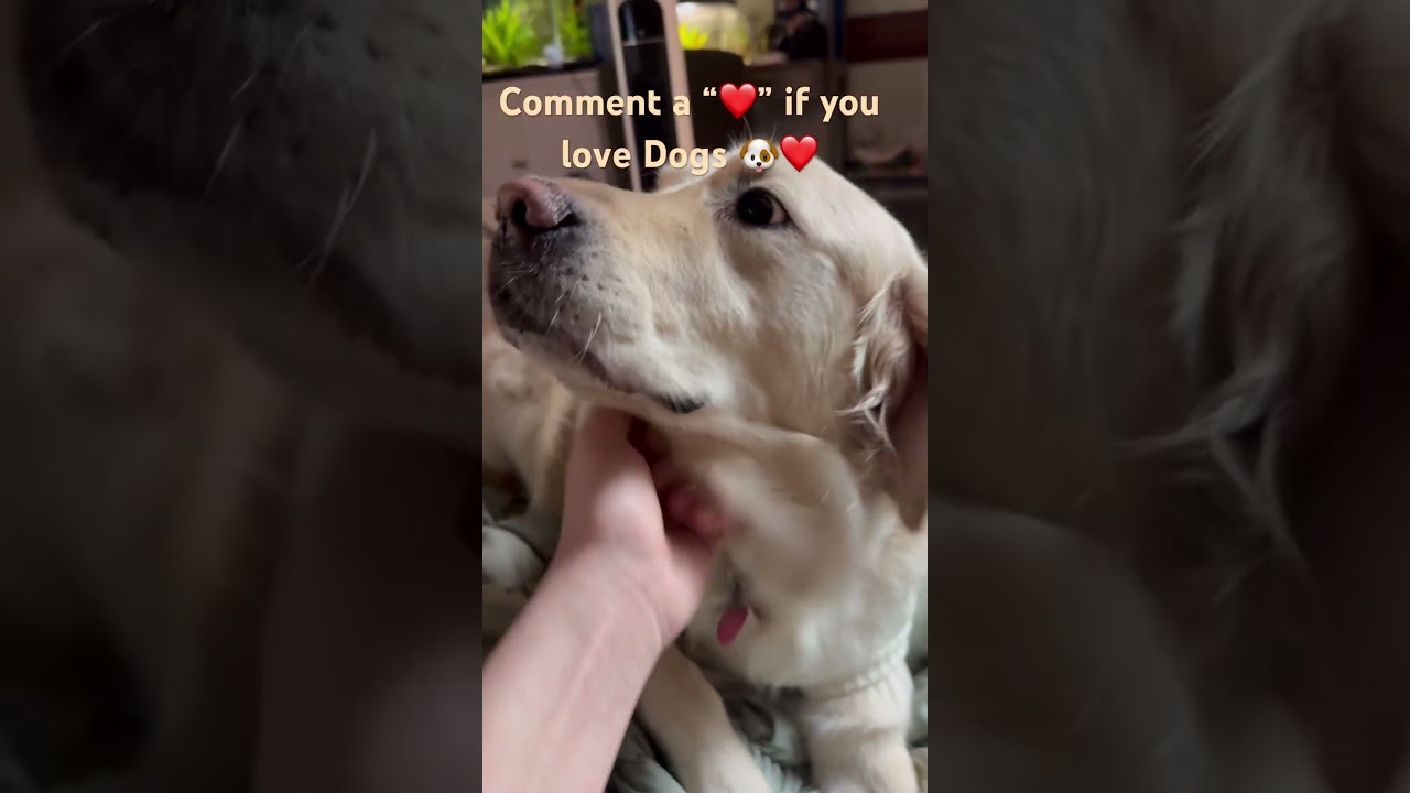Собаки — самые лучшие 🐶❤️ 