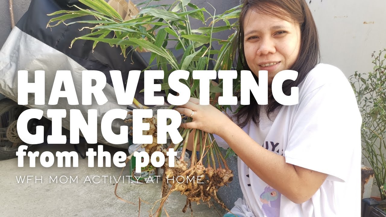 Luya Galing sa Backyard Garden?? | Work From Home Mom Activity