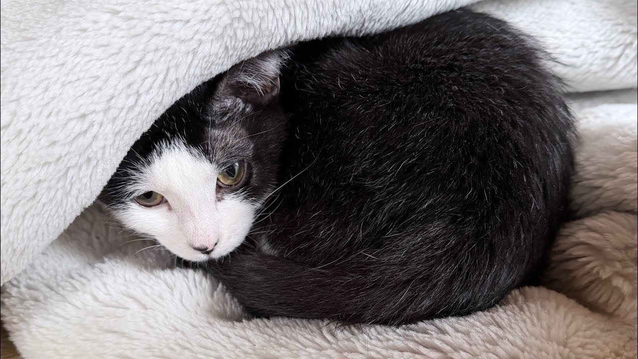 朝起きたら、足元に猫まんじゅうが出現した