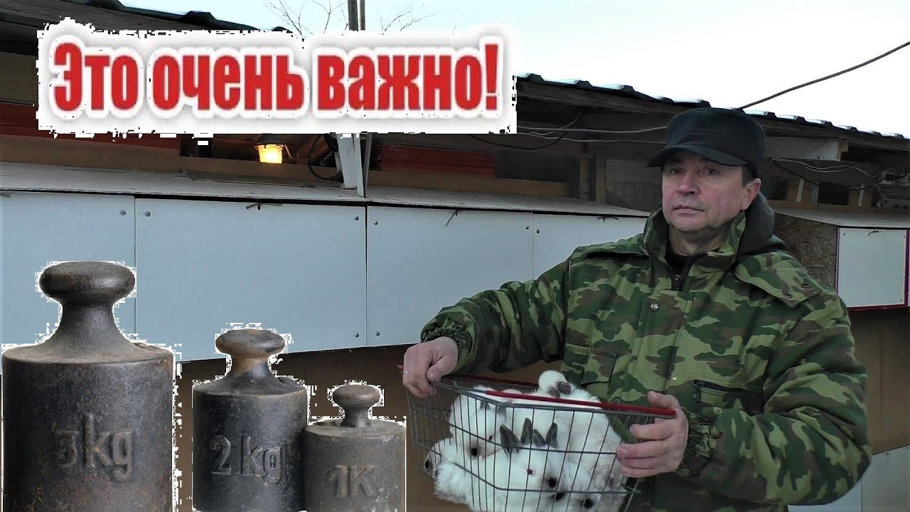 КРОЛЬЧАТА У МЕНЯ В 30 ДНЕЙ И КРОЛЬЧАТА В 20 ДНЕЙ Кролики содержание и разведение