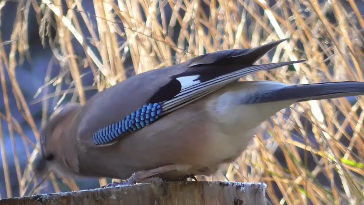 Magpie and eurasian jay, close up,  Norway  . Skjære og nøtteskrike  #eurasianjay 