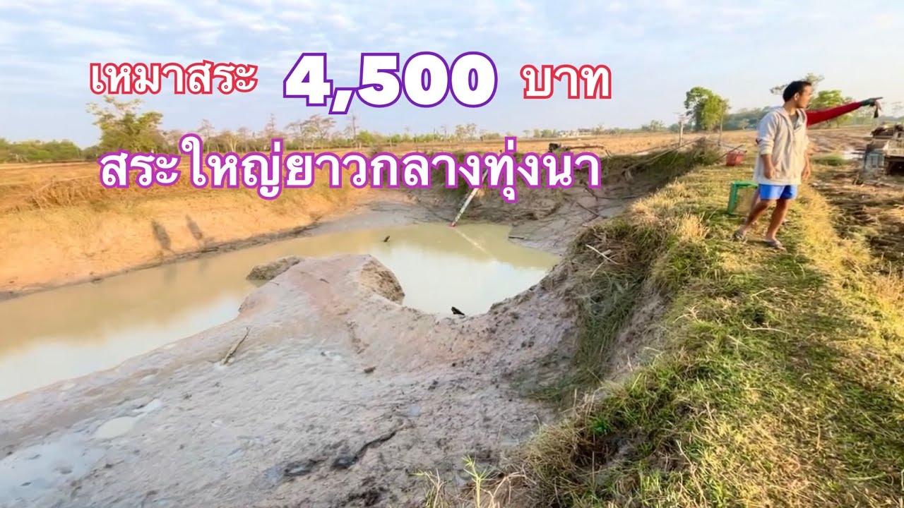 เหมาสระ 4,500 บาท  สระใหญ่ยาว  เจ้าของสระและชาวบ้านมาซื้อปลากันถึงที่เลย