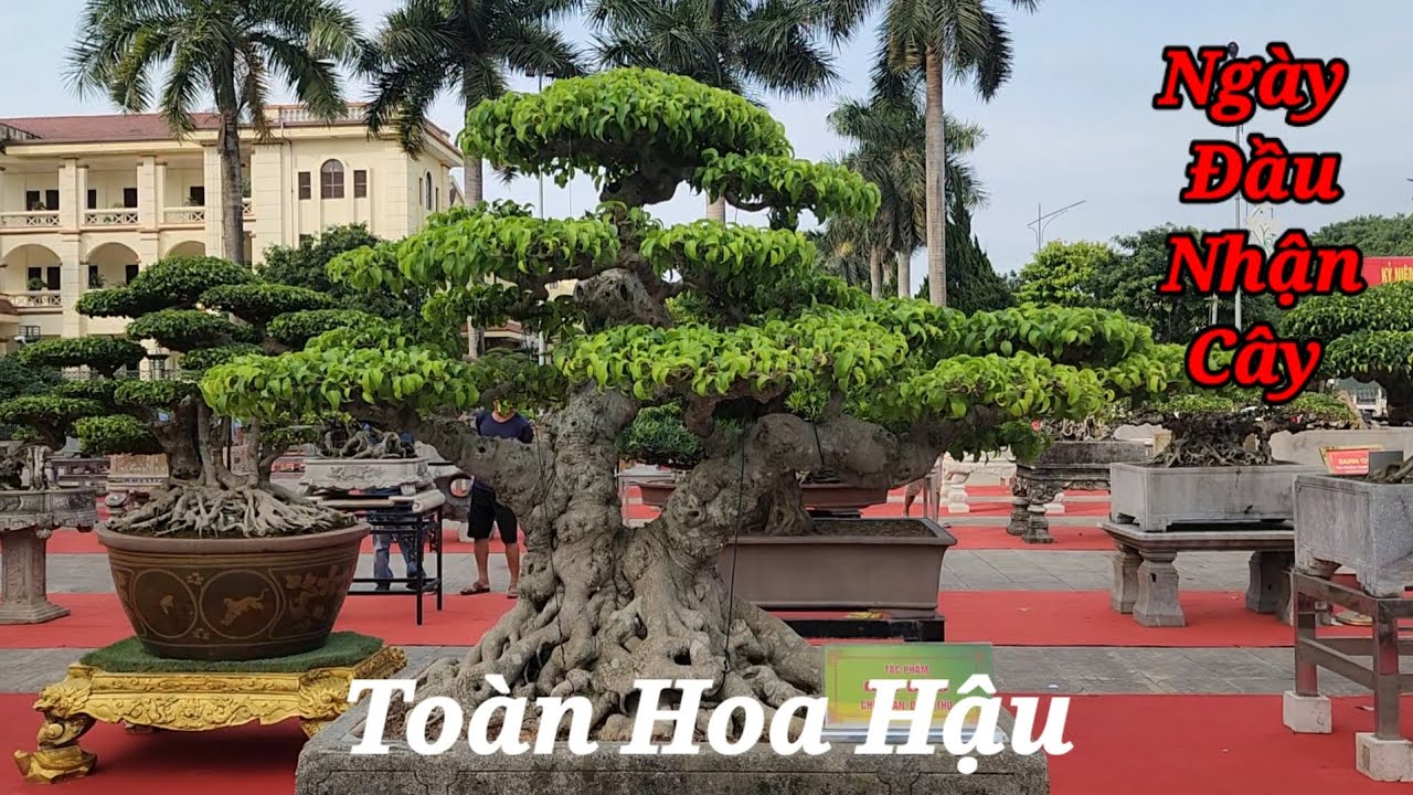 Ngày đầu nhận cây tại triển lãm Hà Nam Toàn Cây vip xem đã mắt luôn