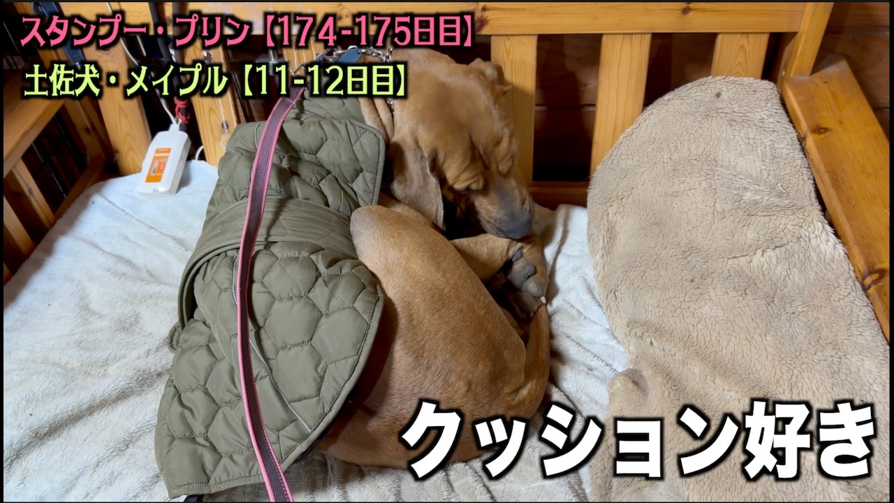 土佐犬は室内飼いだとストレス溜めるのか？【プードル174 175日目・土佐犬11 12日目】