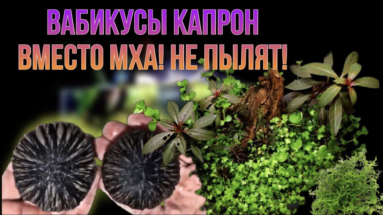 Аквариум . Как я делал вабикусы